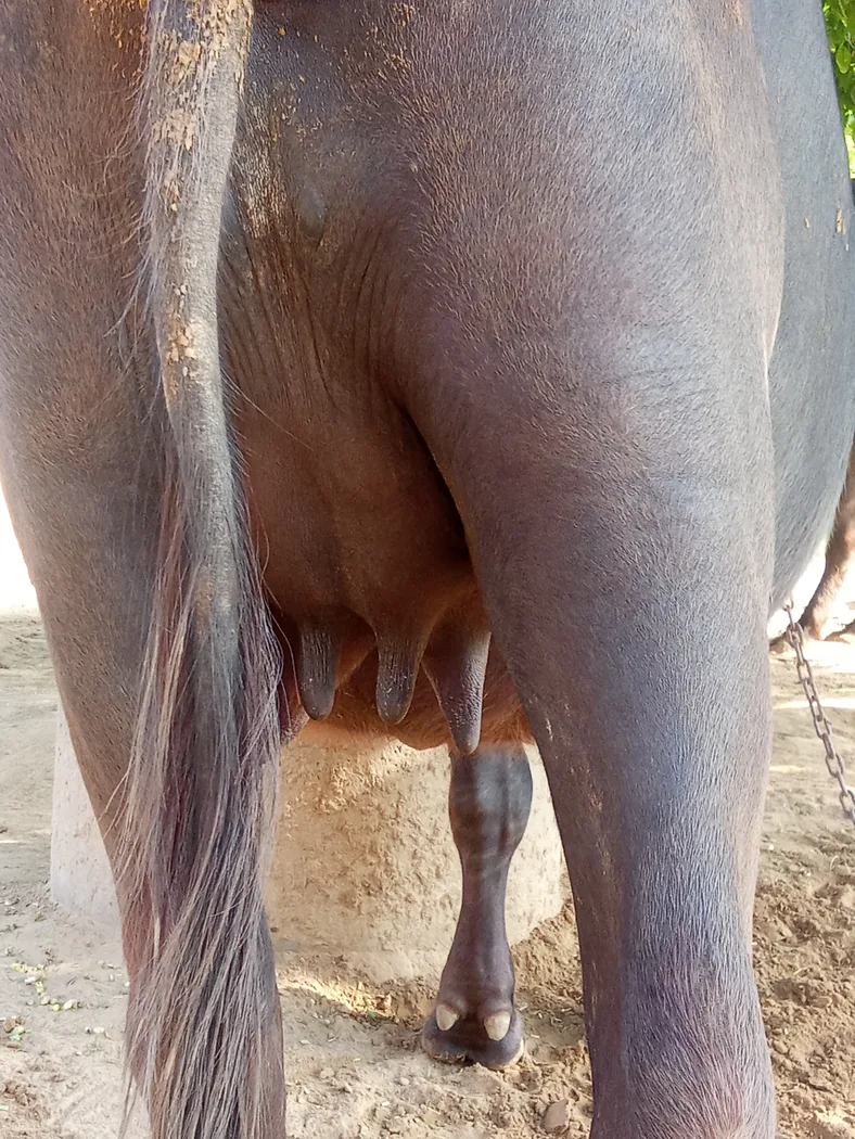 Others Buffalo in  RAJASTHAN