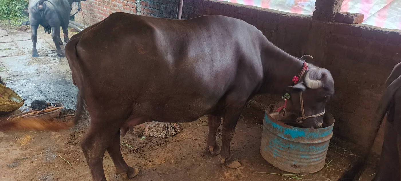 Surti Buffalo S0398 in  MADHYA PRADESH