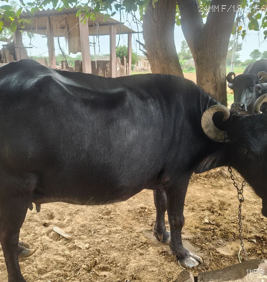 Murrah Buffalo M5063 in  RAJASTHAN