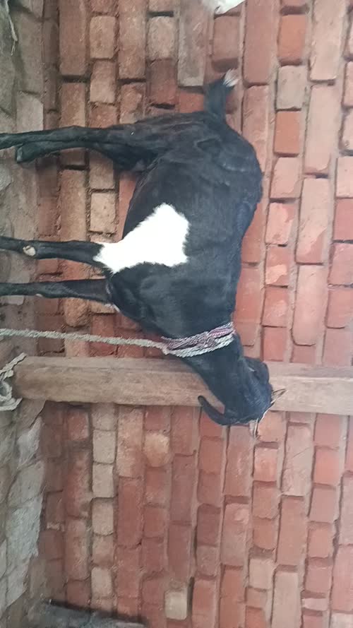 Desi Goat O0256 in UTTAR PRADESH