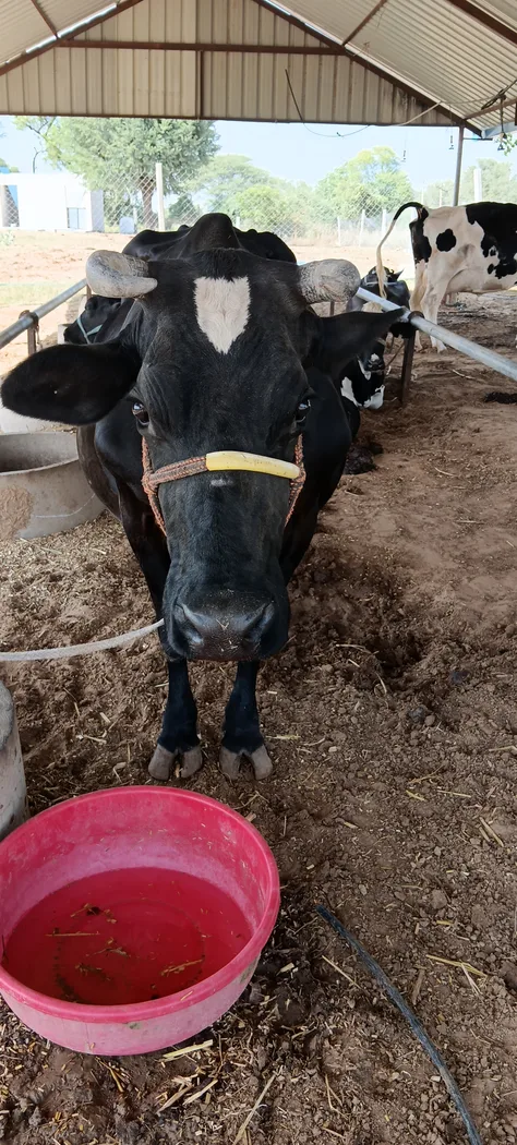 HF Cow in  RAJASTHAN