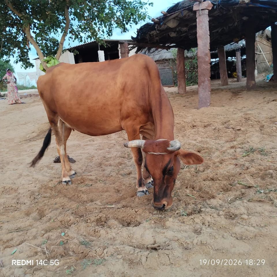 Jersey Cow in  RAJASTHAN