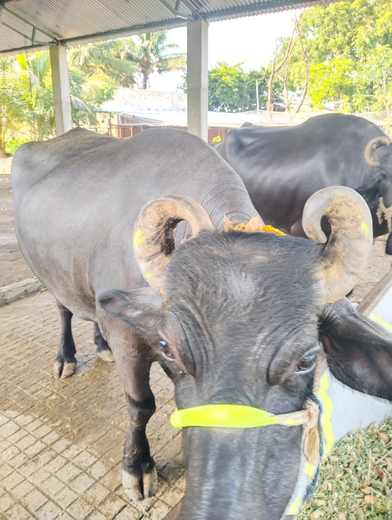 Murrah Buffalo in  MAHARASHTRA