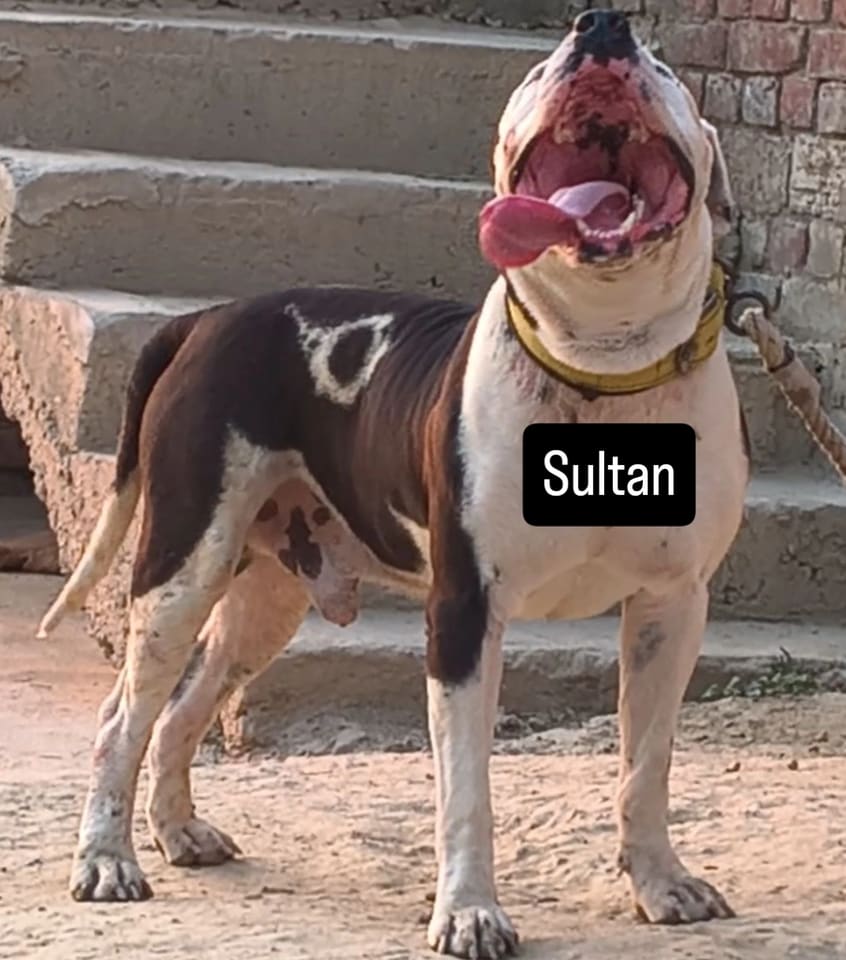 अमेरिकन बुली Suraj 3 O0839 in  UTTAR PRADESH
