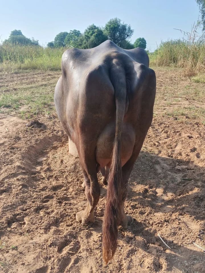 Murrah Buffalo in  RAJASTHAN