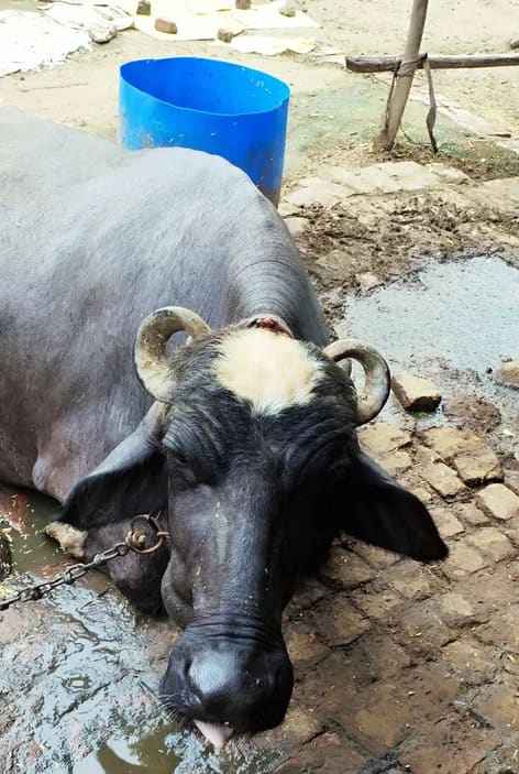 Murrah Buffalo in  UTTAR PRADESH
