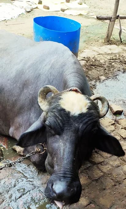 Murrah Buffalo in  UTTAR PRADESH
