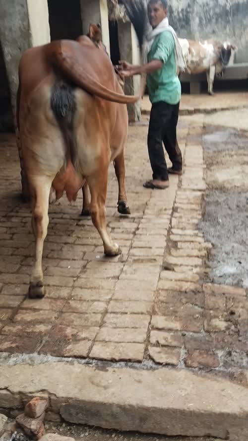 Saiwal Cow O0447 in  UTTAR PRADESH