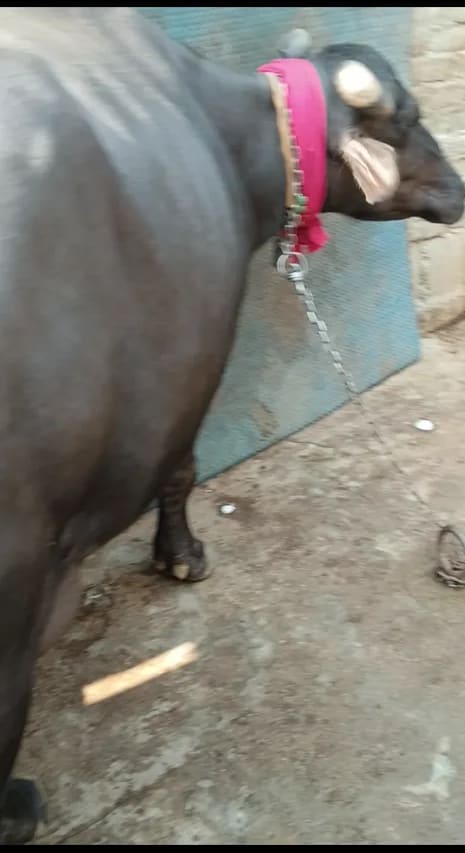 Murrah Buffalo M5405 in  UTTAR PRADESH
