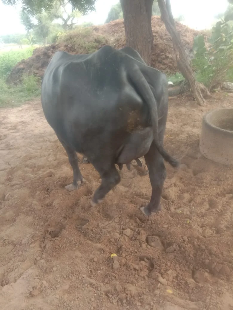 Murrah Buffalo in  HARYANA