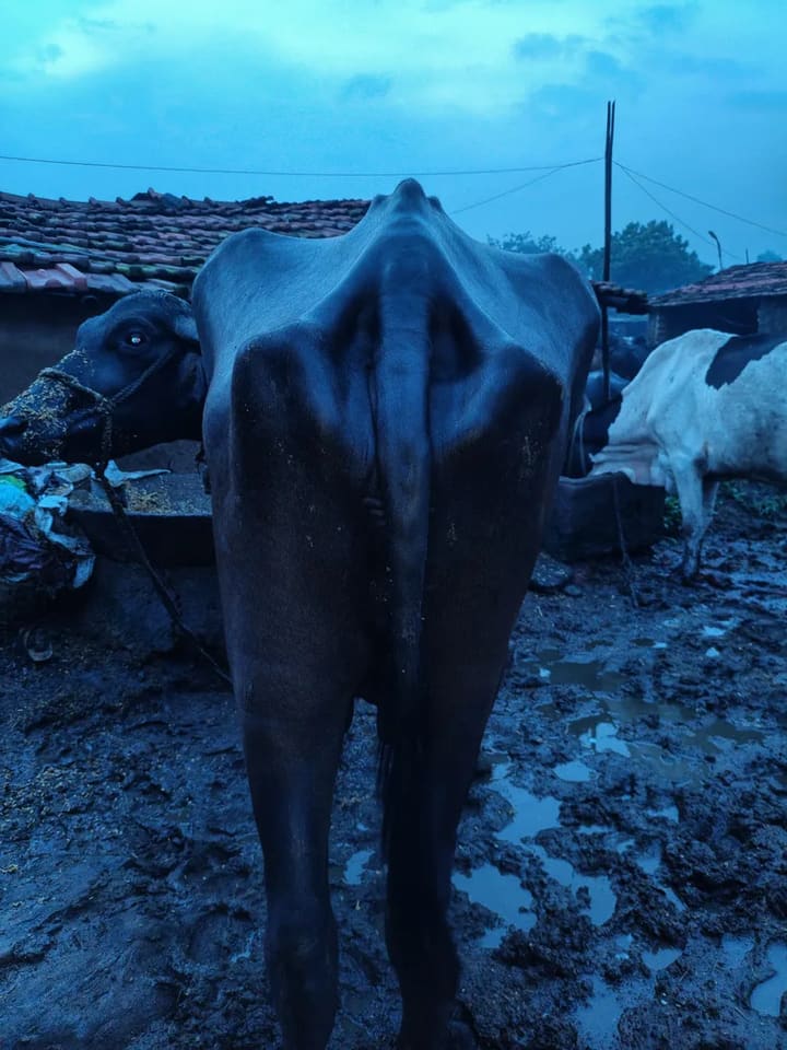 Murrah Buffalo in  JHARKHAND