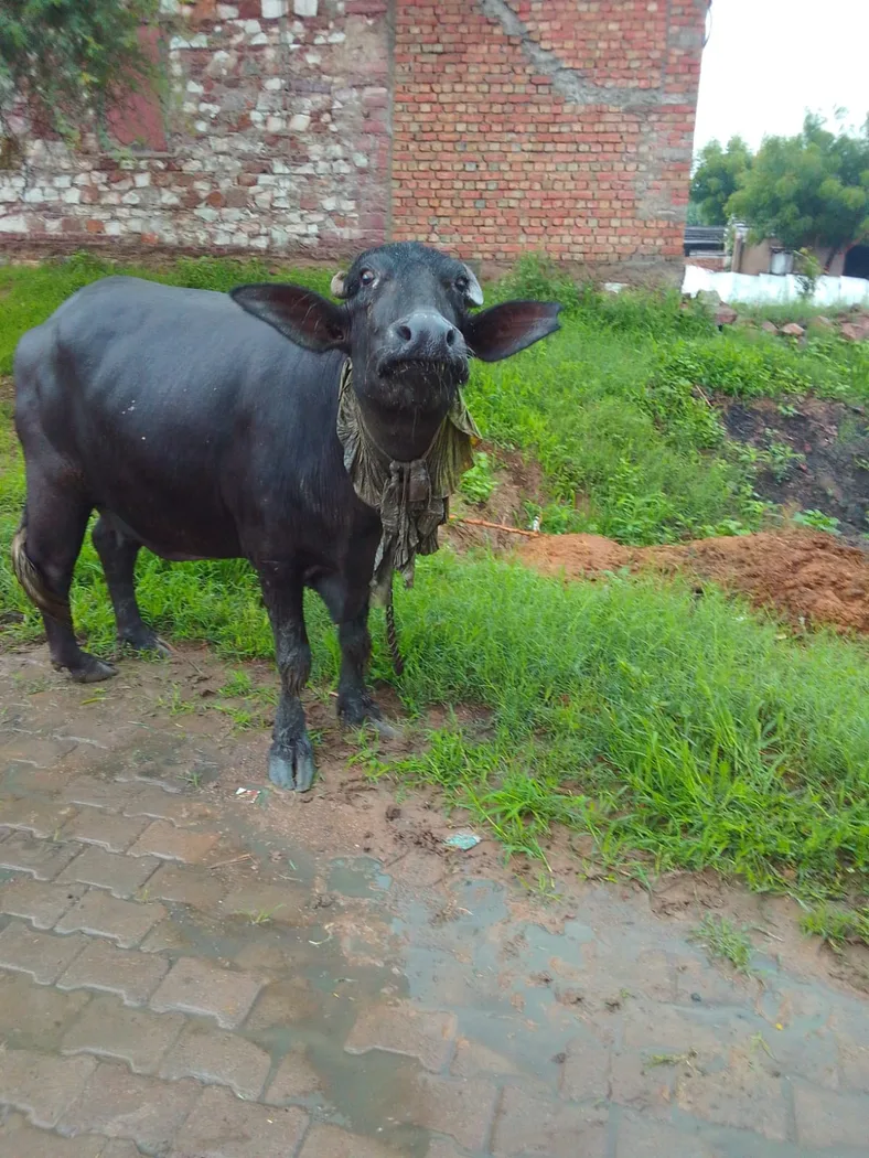 Banni  Buffalo B0546 in RAJASTHAN
