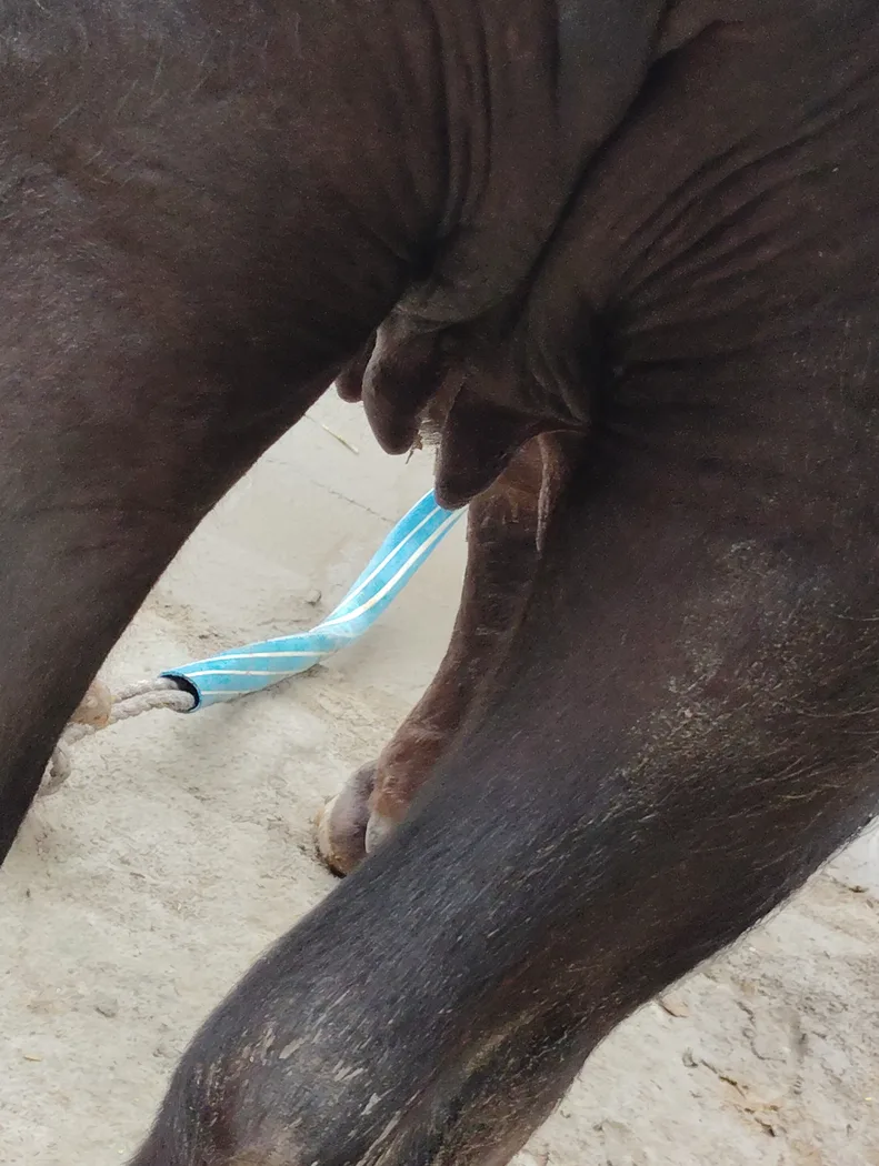 Rewtak buffalo buffalo O0659 in  UTTAR PRADESH