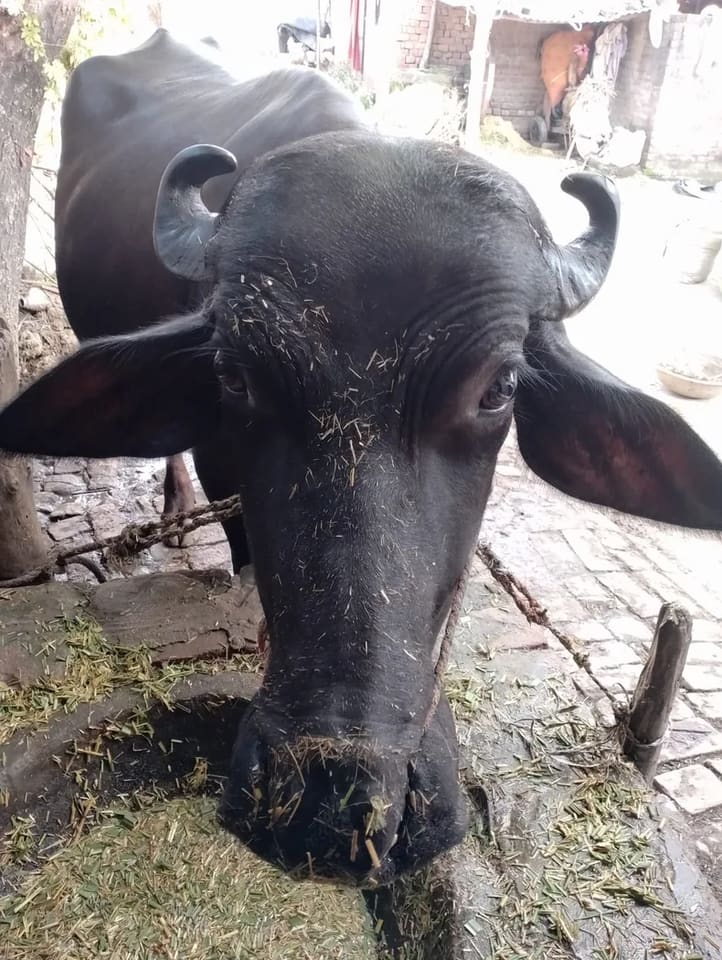 Others Buffalo in  UTTAR PRADESH