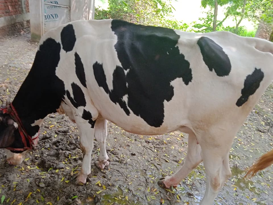HF Cow H3352 in  UTTAR PRADESH