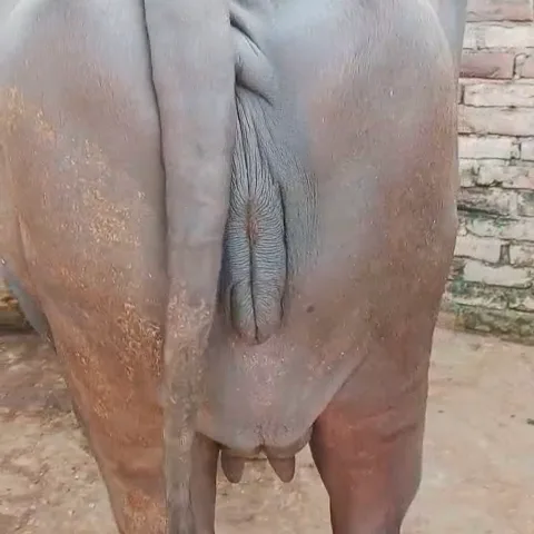 Murrah Buffalo in  UTTAR PRADESH