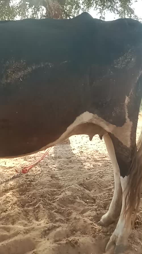 HF Cow H3348 in  RAJASTHAN