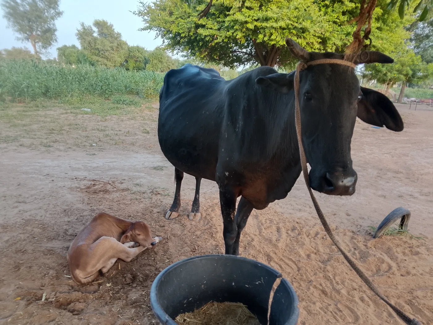 Rathi Cow in  RAJASTHAN