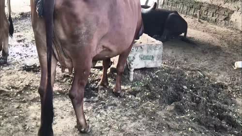 Gir Cow G2157 in  UTTAR PRADESH