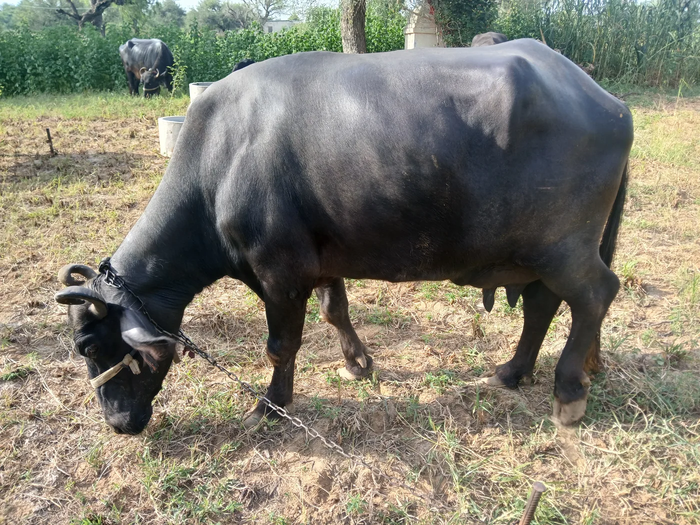 Banni  Buffalo B0552 in  RAJASTHAN