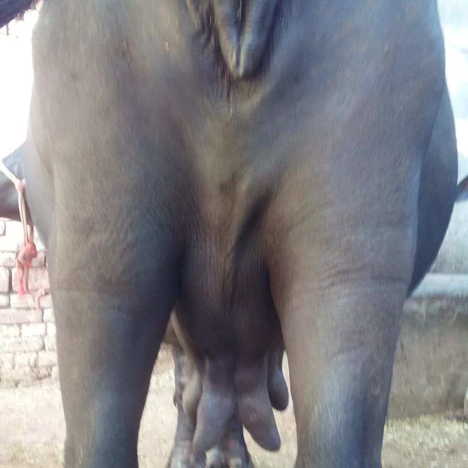 Murrah Buffalo in  UTTAR PRADESH