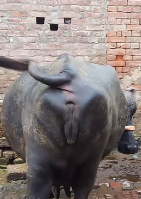Murrah Buffalo in  UTTAR PRADESH