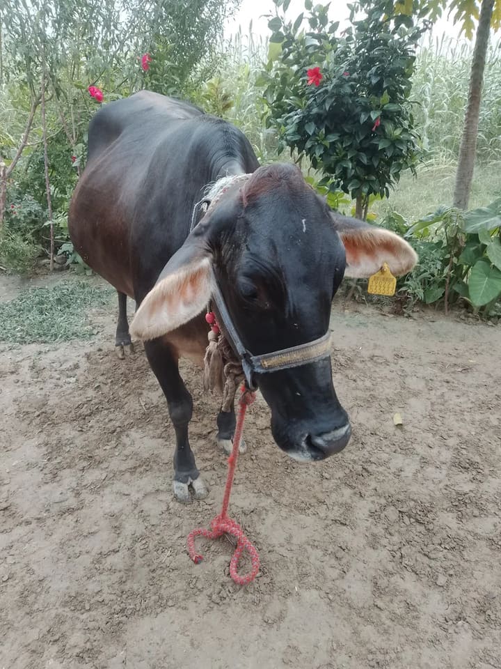 Sahiwal Cow in  UTTAR PRADESH