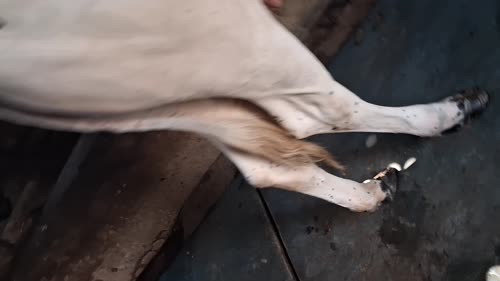 HF Cow H3236 in DELHI