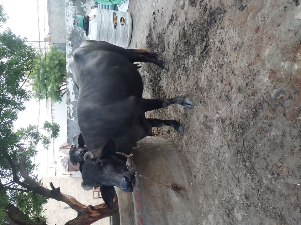Murrah Buffalo in  HARYANA
