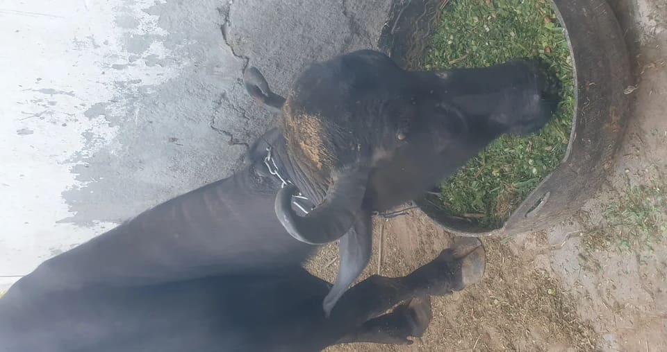 Others Buffalo in  HARYANA