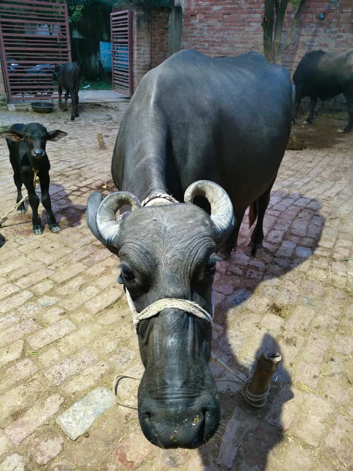 Murrah Buffalo in  UTTAR PRADESH