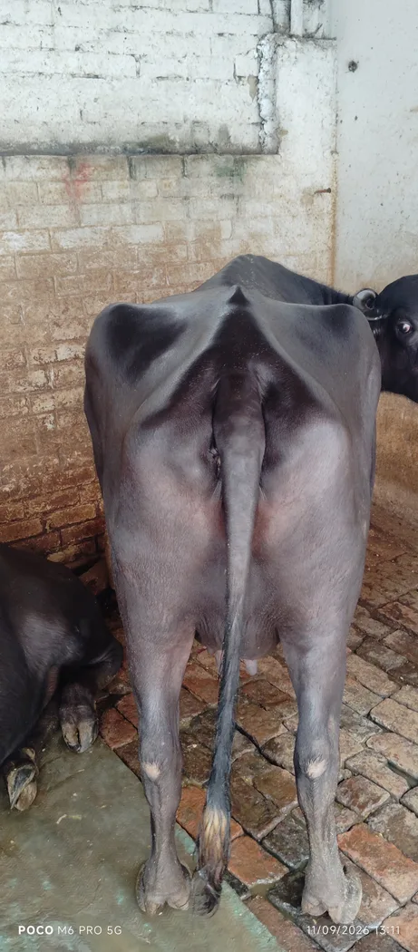 Murrah Buffalo in  UTTAR PRADESH