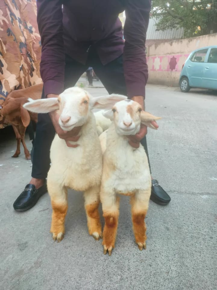 Bannur Sheep in  KARNATAKA