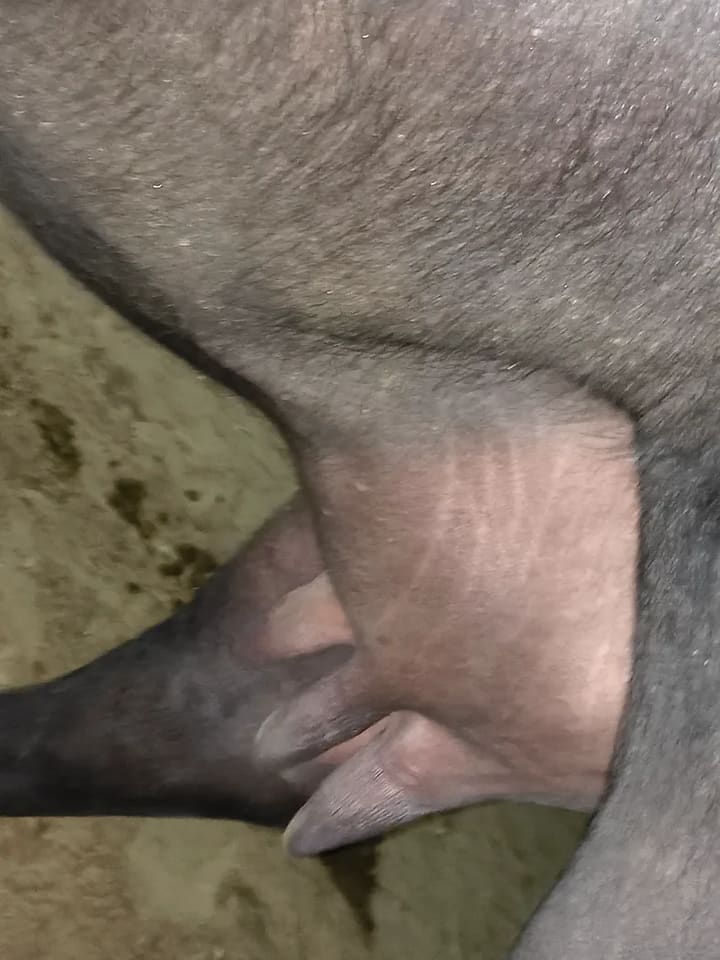 Others Buffalo in  RAJASTHAN