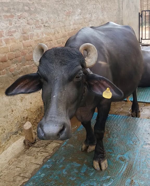 Murrah Buffalo in PUNJAB