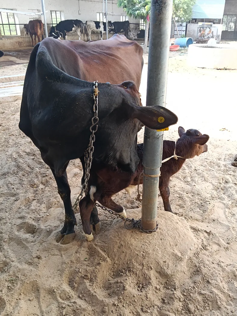 HF Cow H3400 in  RAJASTHAN