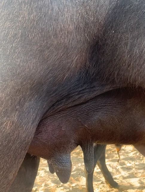 Murrah Buffalo in  RAJASTHAN