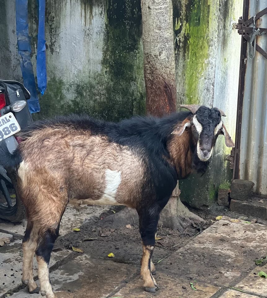 Indian Goat O0234 in  CHHATTISGARH