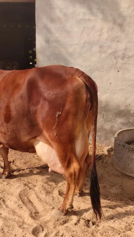Others Cow in  RAJASTHAN