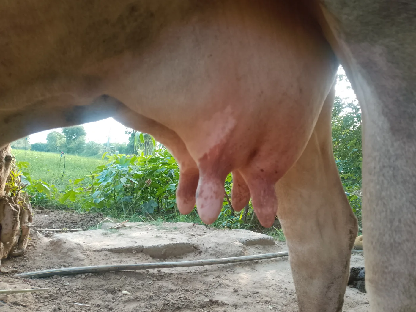 HF Cow in  GUJARAT