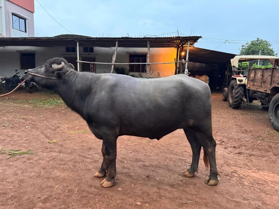 Murrah Buffalo in  MADHYA PRADESH