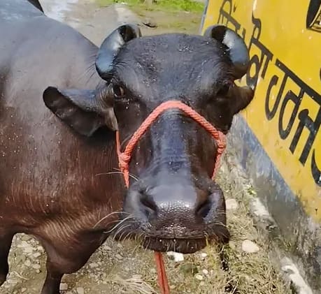 Murrah Buffalo in  PUNJAB