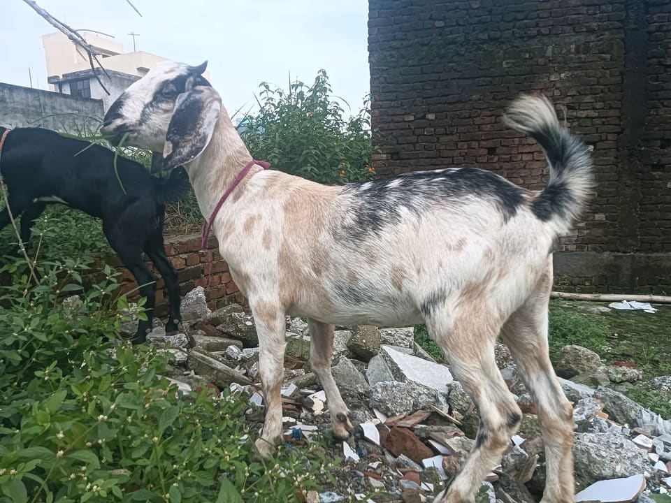 Barbari Goat in  UTTARAKHAND