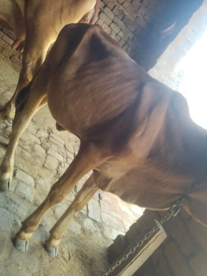 Sahiwal Heifer Cow S1976 in  HARYANA