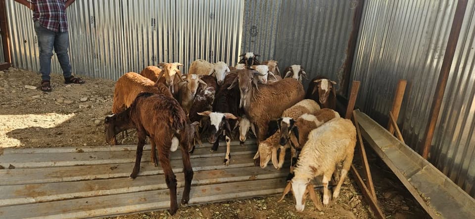 Coimbatore  Sheep in  ANDHRA PRADESH