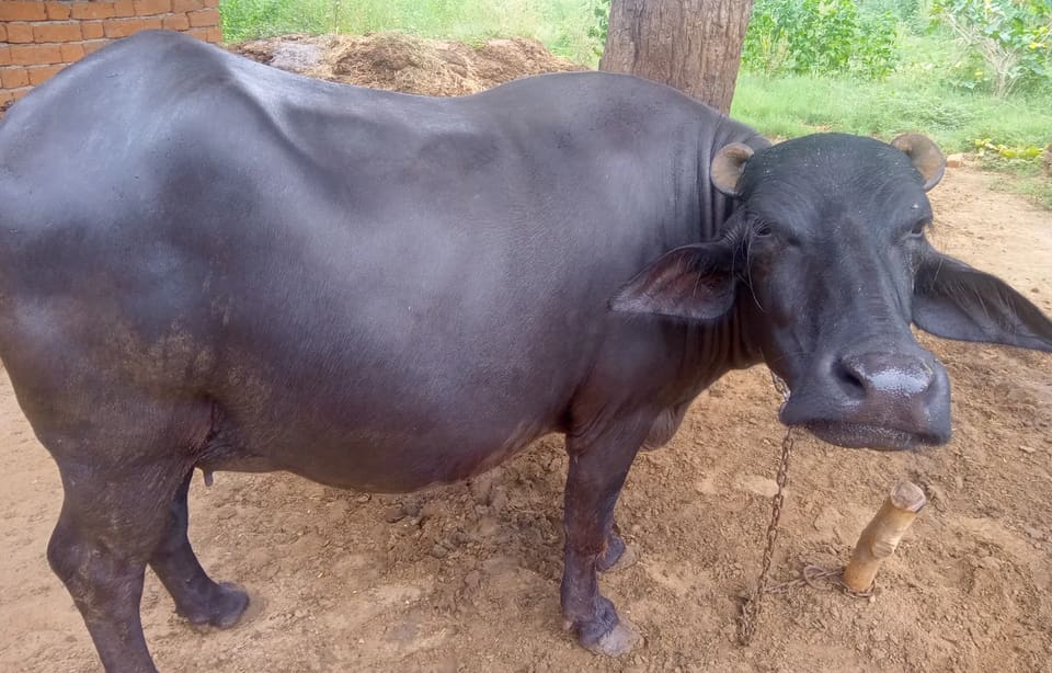 Murrah Buffalo in  RAJASTHAN
