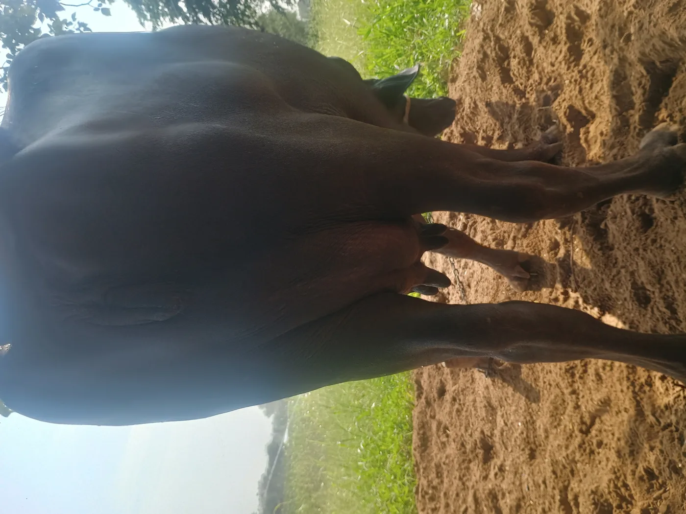 Others Buffalo in  HARYANA