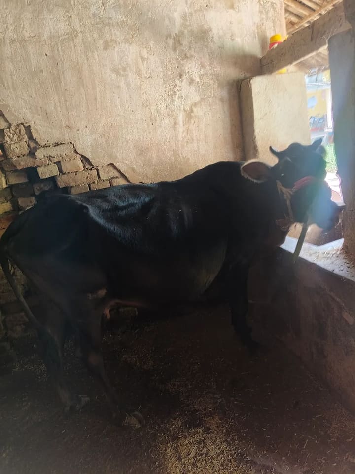 Vechur Cow V0332 in BIHAR