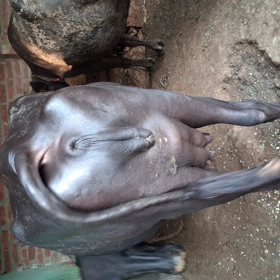 Murrah Buffalo in  UTTAR PRADESH