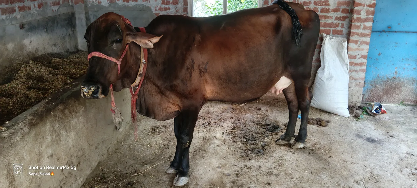 Sahiwal Cow in  UTTAR PRADESH